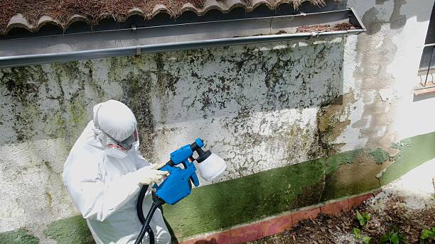 Mold Remediation service in Paris, Paris, IL